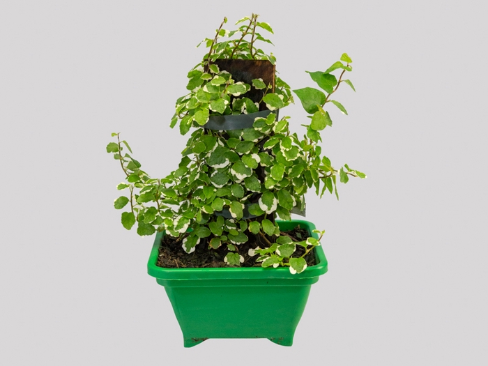 <h4>UNHA DE GATO P17 QUADRADO</h4>