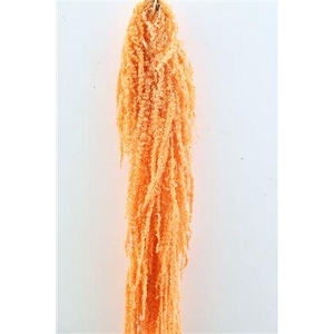 Pres Amaranthus Caud Salmon Bunch