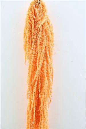 Preserved amaranthus paint salmon