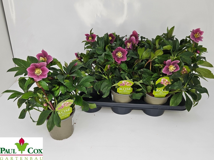 <h4>HELL VIV BATISTA</h4>