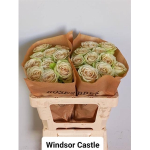 Rosa Garden Windsor Castle