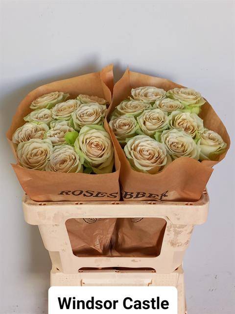 <h4>Rosa Garden Windsor Castle</h4>