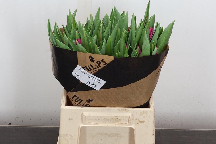 <h4>Tu En Pink Ardour</h4>