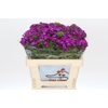 Dianthus Br Amazon Neon Purple