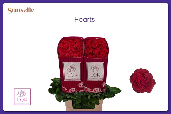 <h4>R GR HEARTS</h4>