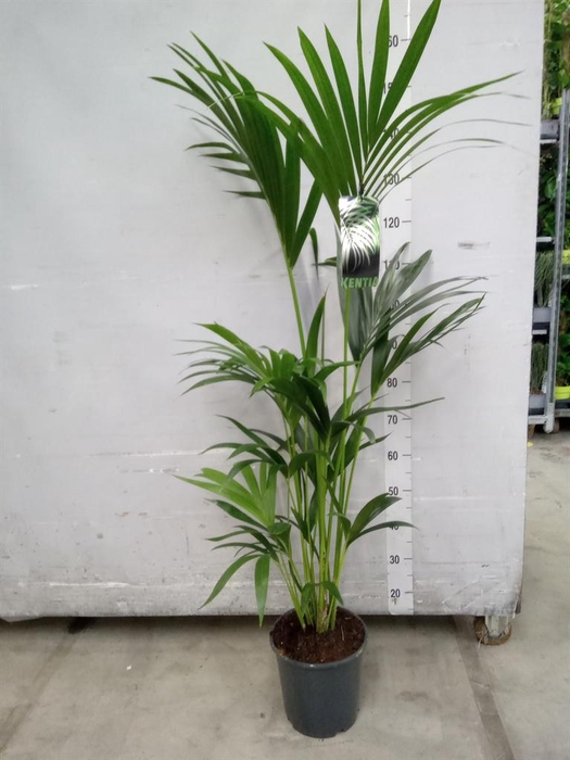 <h4>Howea forsteriana</h4>