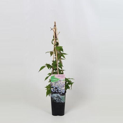 <h4>Clematis montana 'Tetrarose'</h4>