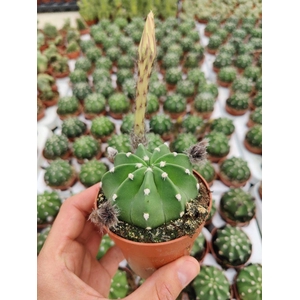 Echinopsis Subdenudata (flowering)