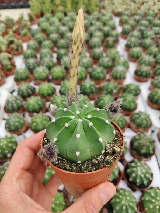 <h4>Echinopsis Subdenudata (flowering)</h4>