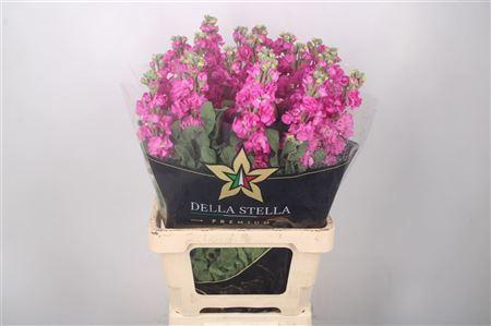 Matth Iron * Premium* Hot Pink