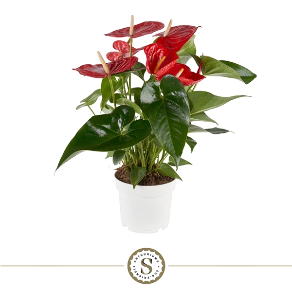 <h4>Anthurium Minnesota 17cm</h4>