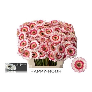 Ge Mi Happy Hour