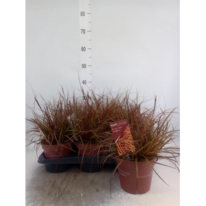 Uncinia rubra 'Everflame'