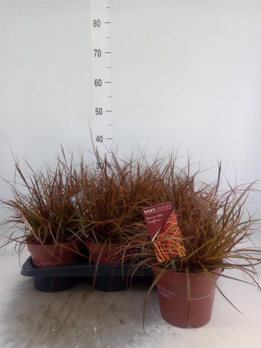 <h4>Uncinia rubra 'Everflame'</h4>