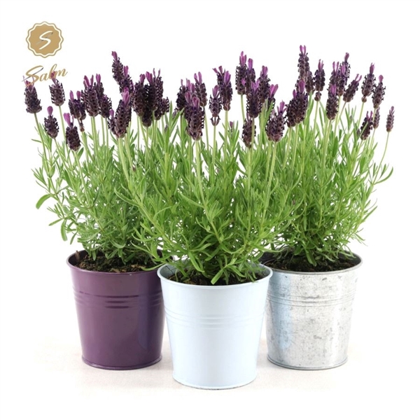 Lavandula st. 'Anouk'® Collection P10,5 in Zinc Mix