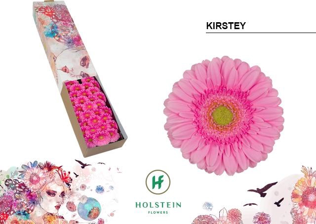 <h4>Germini Kirstey Doos</h4>