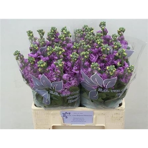 Matth Figaro Lavende