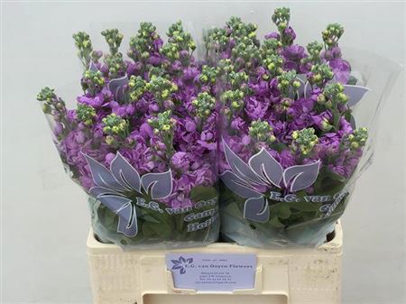 <h4>Matth Figaro Lavende</h4>