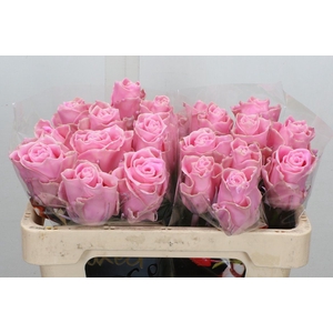 Wax-Rozen Wax Licht Roze 50cm