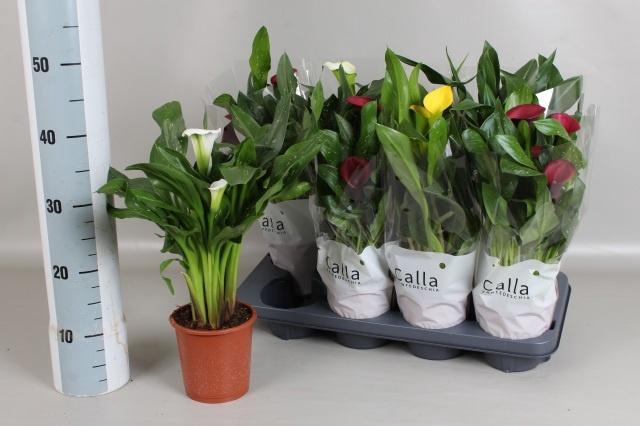 <h4>ZANT GEM 5 KL</h4>