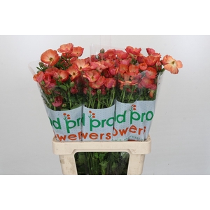 Ranunculus Magical Salmousse