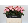 Paeonia Sarah Bernhardt
