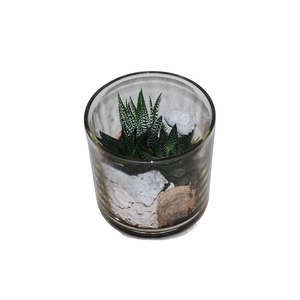 933 HAW Cil.glas mini Haworthia mix