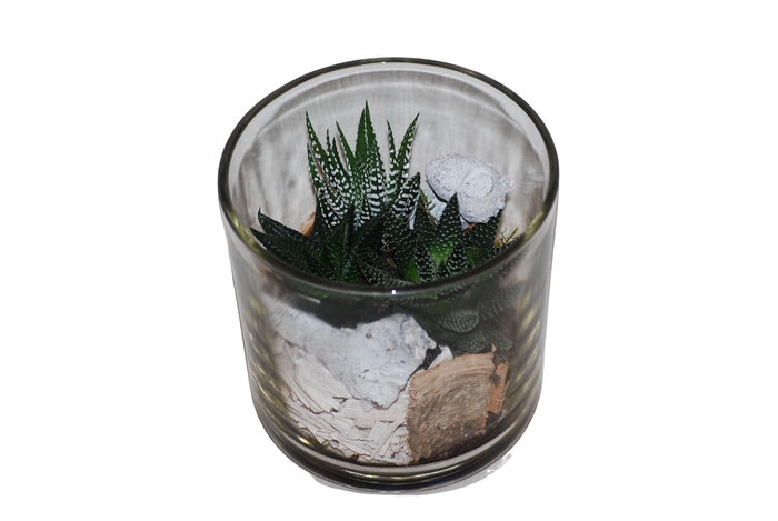 <h4>933 HAW Cil.glas mini Haworthia mix</h4>