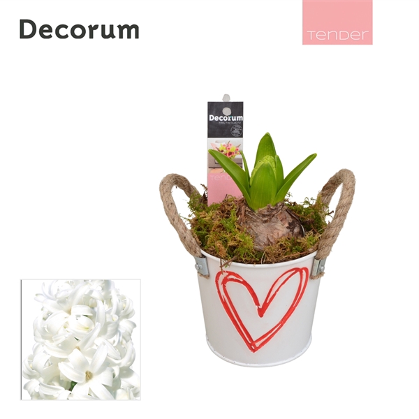 <h4>Arrangementen Hyacinthus 6%</h4>
