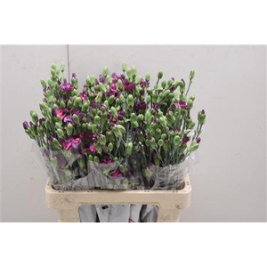 Di Solomio Mysteryfly