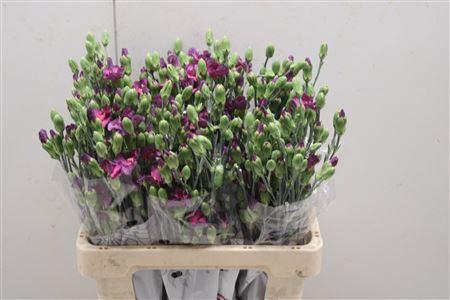 <h4>Di Solomio Mysteryfly</h4>