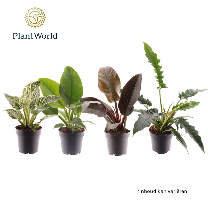 <h4>Philodendron mix</h4>