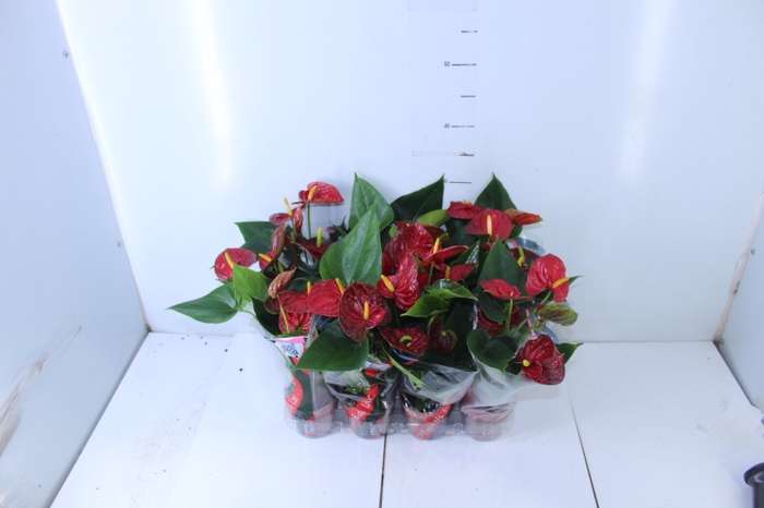 ANTHURIUM RED SUCCESS P09