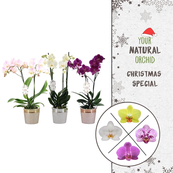 <h4>Phal. 2 spike Christmas Mix in pot</h4>