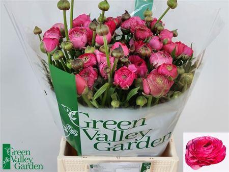 <h4>Ran Aazur Deep Rose</h4>