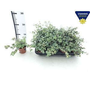 SEDUM SI MEDIOVARIEG