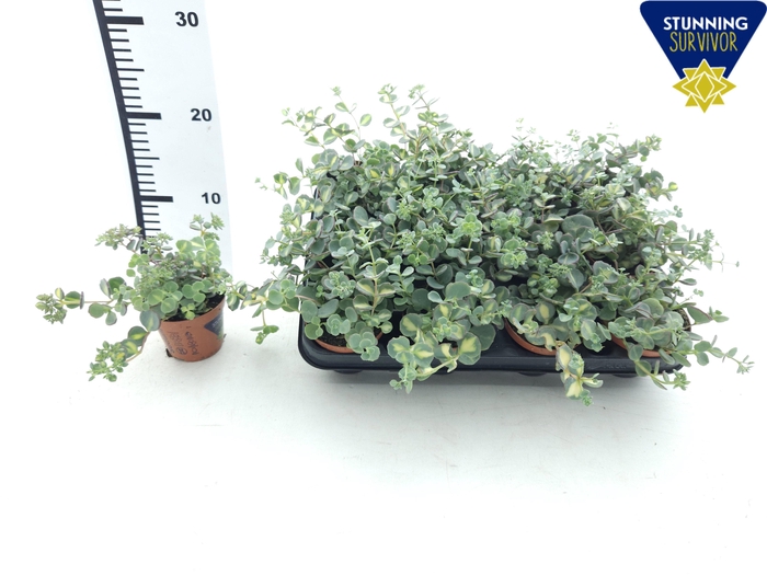 <h4>SEDUM SI MEDIOVARIEG</h4>