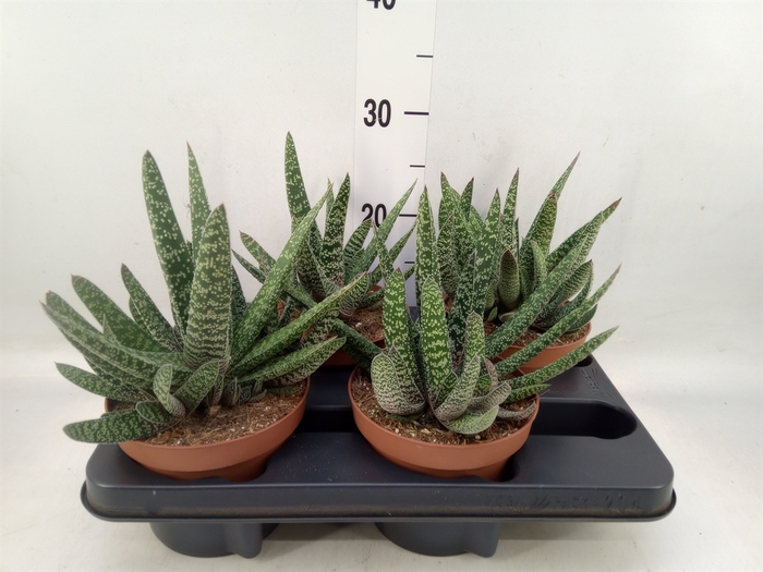 <h4>Gasteria</h4>