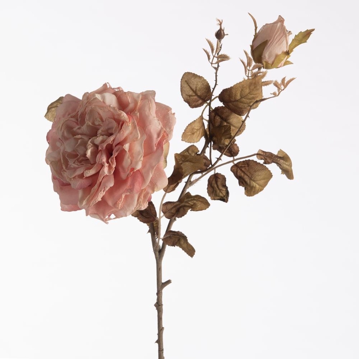 <h4>AF Rosa Dried x2 L79cm Pink</h4>