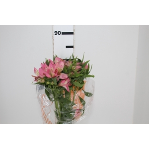 ALSTROEMERIA TOURMALINE 080 CM ROSA