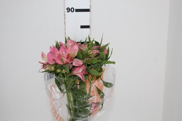 <h4>ALSTROEMERIA TOURMALINE 080 CM ROSA</h4>