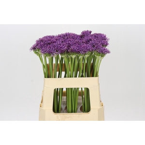 Allium Violet Beauty