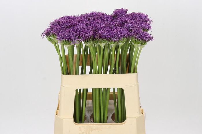 <h4>Allium Violet Beauty</h4>