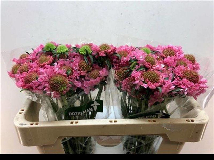 <h4>Scabiosa Candy Scoop Rozelman Ziv</h4>