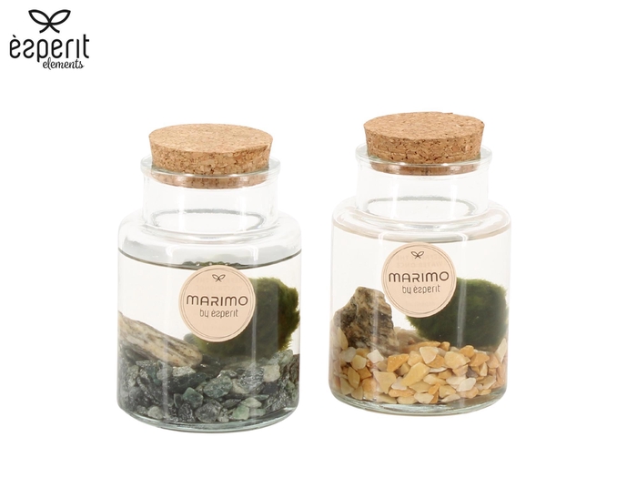 <h4>90544: Marimo arrangement</h4>