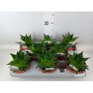 Aloe aristata 'Cosmo'