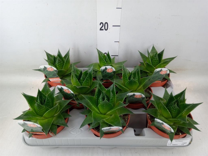 <h4>Aloe aristata 'Cosmo'</h4>