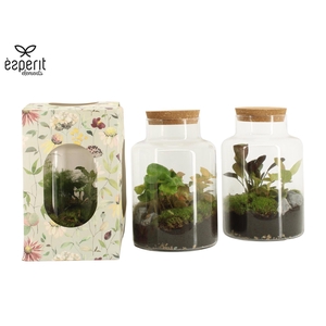 90922: Terrarium arrangement