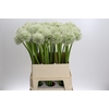 Allium Mount Everest