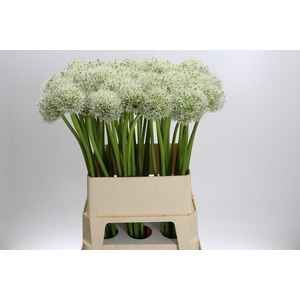 Allium Mount Everest